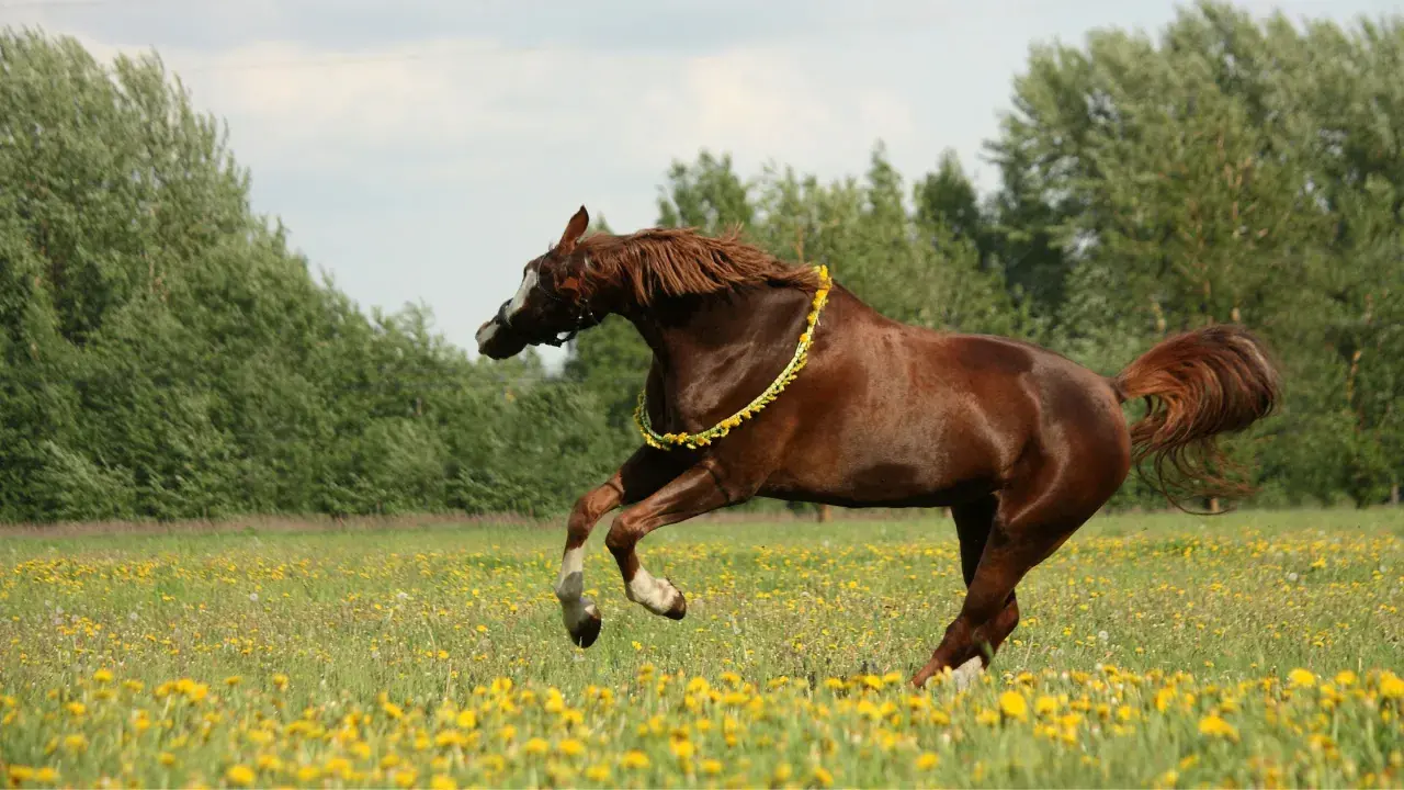 Cheval brun en liberté dans un champ de pissenlits, portant une guirlande de fleurs. Attention, la porcelle enracinée est toxique pour les chevaux.