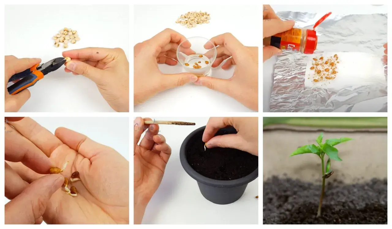 Collage showing steps of germinating seeds: cutting, soaking, spraying, handling sprouts, planting, and a young seedling.