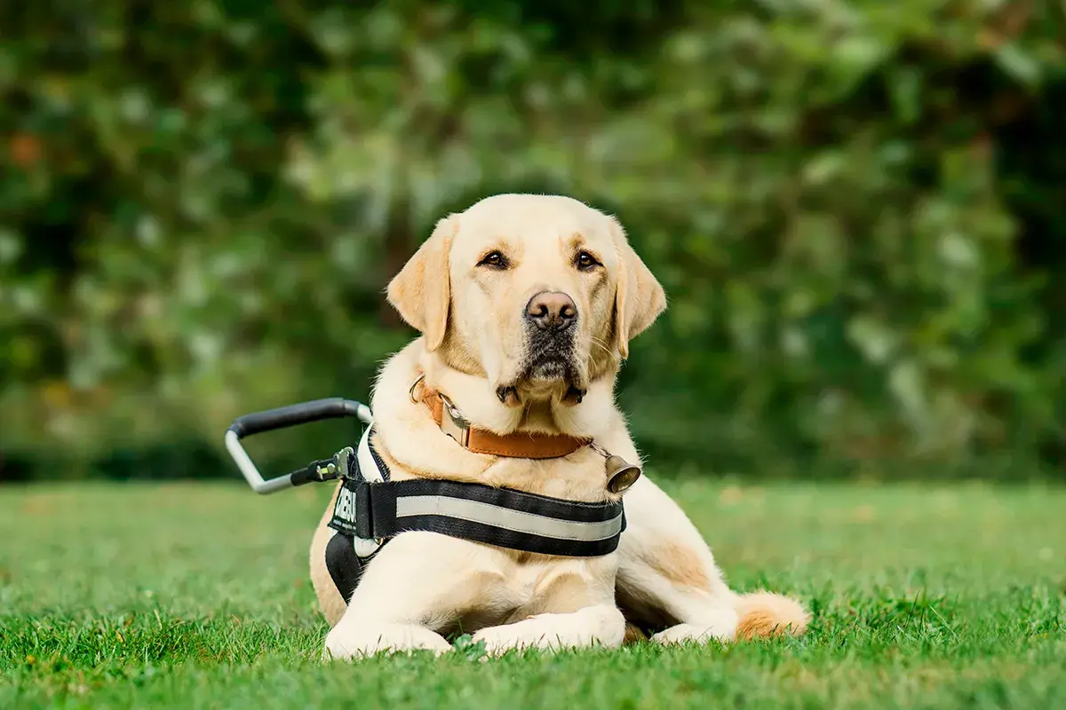 Un perro guía grande y amigable, con un arnés de trabajo, descansa en la hierba.