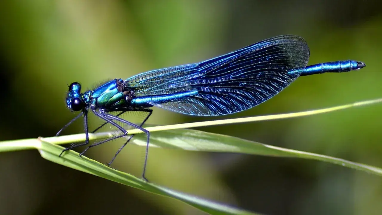 Blaue Libelle auf einem Grashalm. Sie jagt kleine Insekten, denn das ist, was fressen Libellen.
