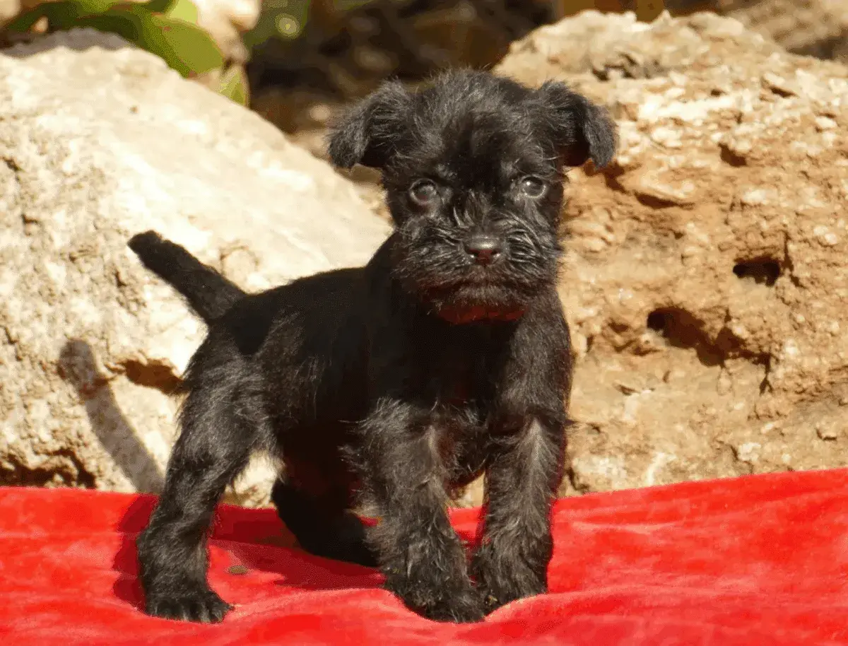 Un adorable schnauzer mini negro, con su pelaje rebelde y mirada curiosa, posa sobre una tela roja ante rocas.