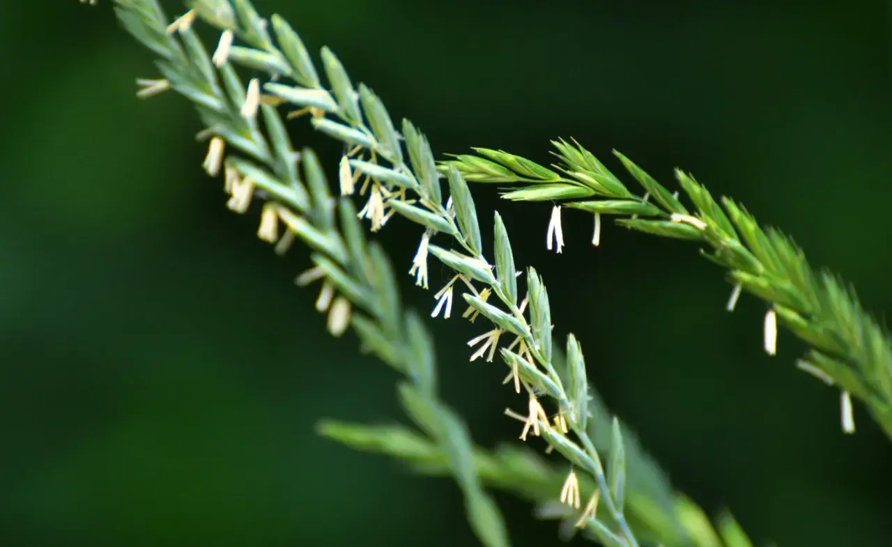 Nahaufnahme von Gräsern mit kleinen weißen Blüten. So kann man Quecke erkennen.