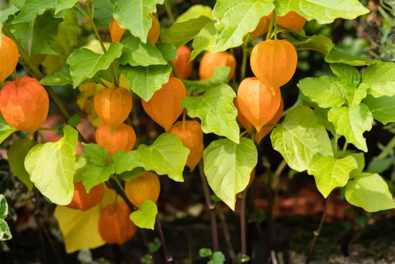 Pomarańczowe lampiony rodzynek brazylijski, gotowe do zbioru. Uprawa tej rośliny ozdobnej jest prosta.