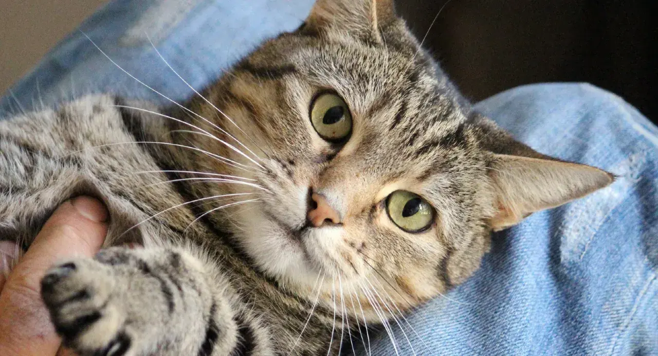 Eine getigerte Katze liegt auf blauem Stoff. Ihre grünen Augen blicken neugierig, während sie leicht knurrt.