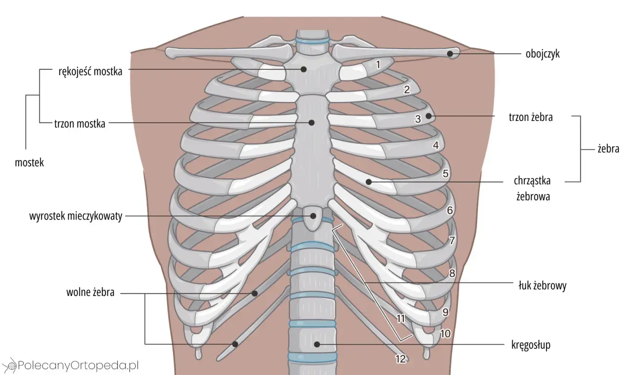 Anatomia klatki piersiowej z widocznymi żebrami, mostkiem i kręgosłupem. Ilustracja pokazuje budowę żeber, w tym chrząstkę żebrową i łuk żebrowy.