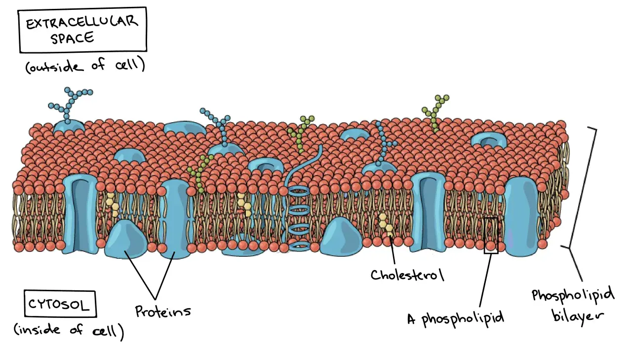 Zellplasma-Funktion: Die Zellmembran mit Phospholipiden, Proteinen und Cholesterin trennt das Innere (Zytosol) vom Äußeren.