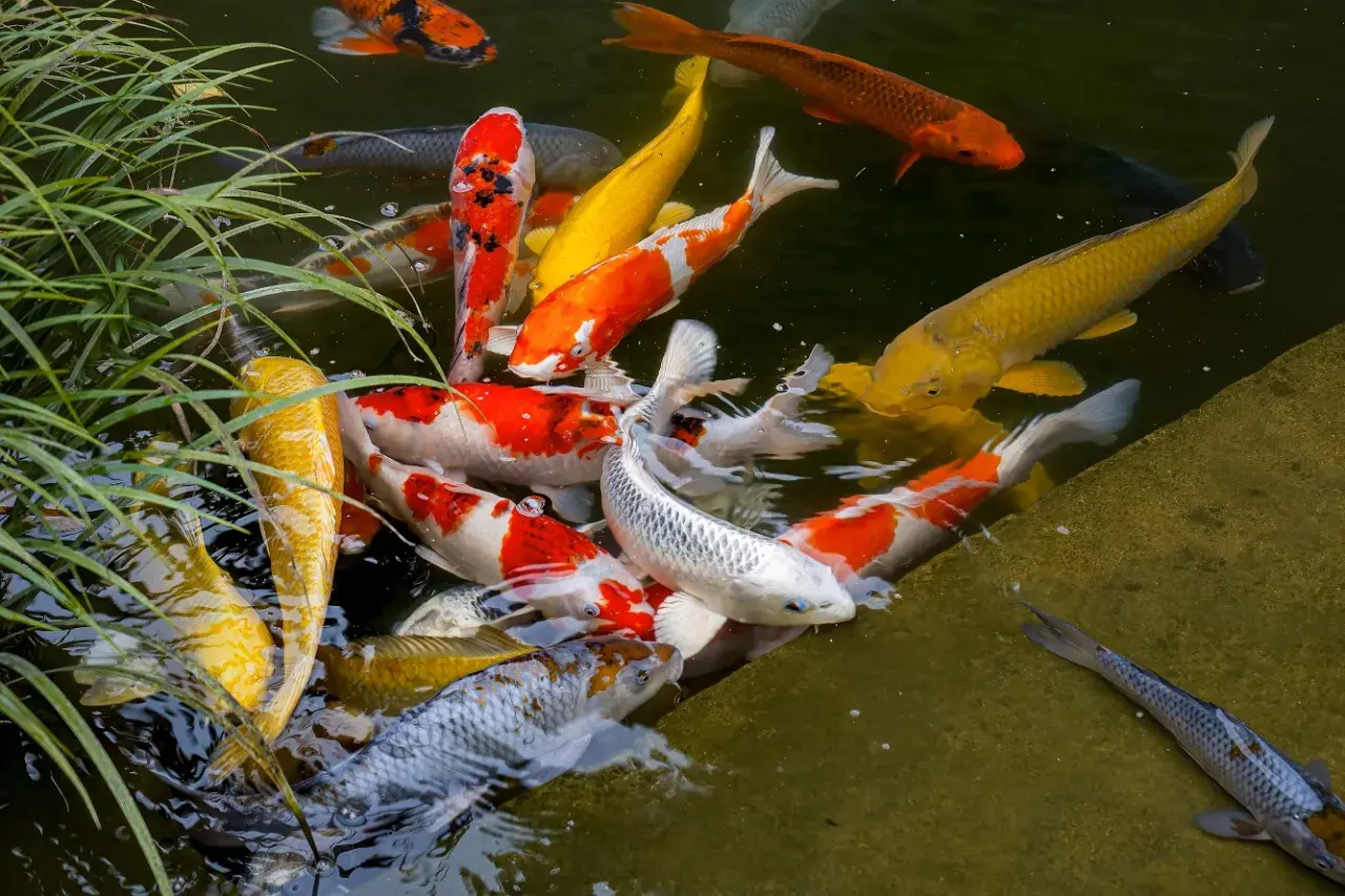 Un grupo de coloridos peces koi nadan en un estanque exterior, creando un espectáculo vibrante.