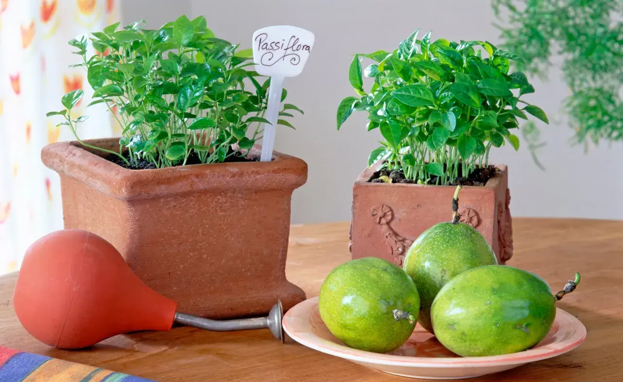 Zwei Töpfe mit jungen Passiflora-Pflanzen, bereit für das **Passionsfrucht selber ziehen**. Daneben liegen grüne Früchte und eine kleine Gießkanne.