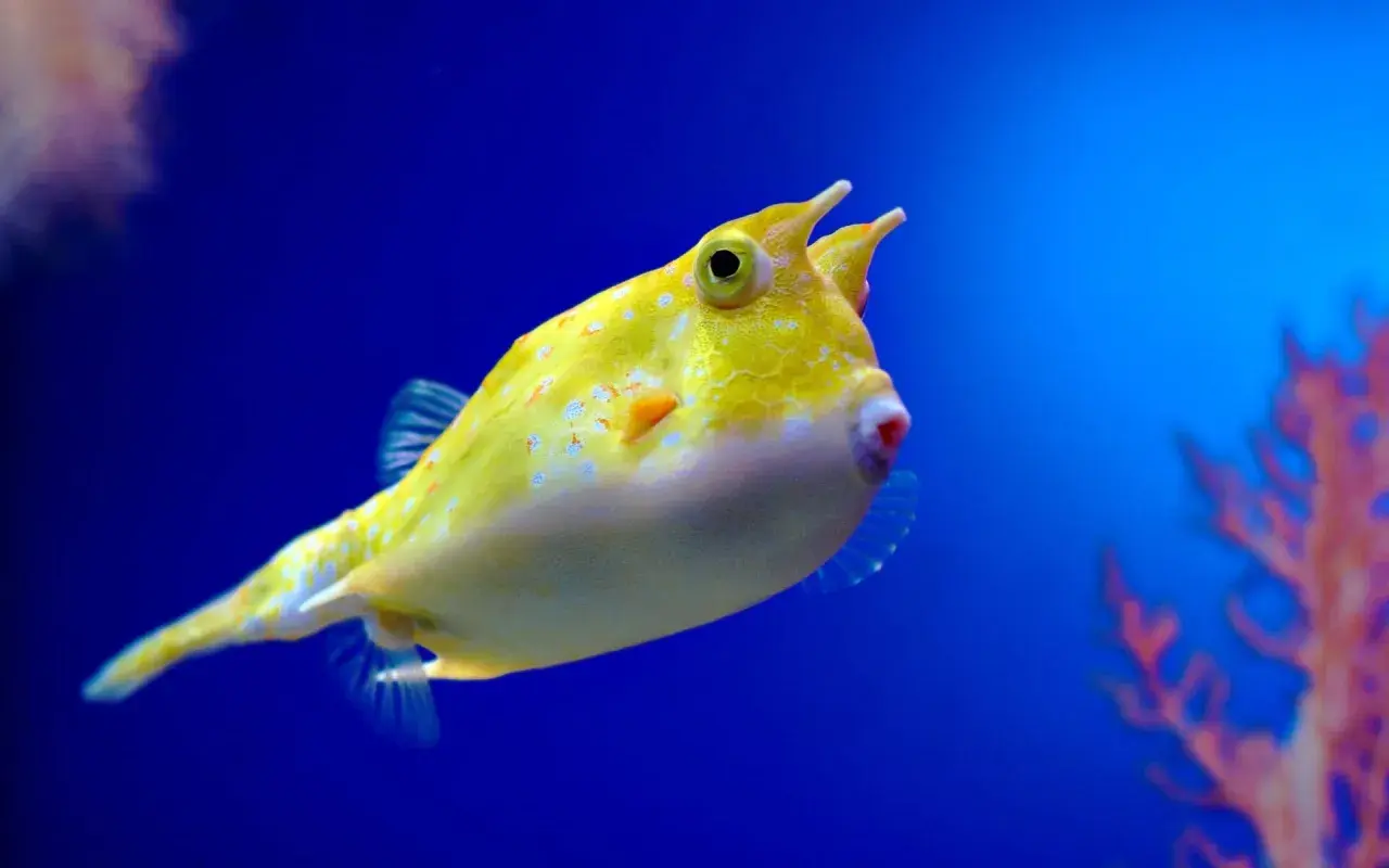 Un pez amarillo brillante con cuernos, salpicado de puntos blancos y naranjas, nada en un acuario azul.
