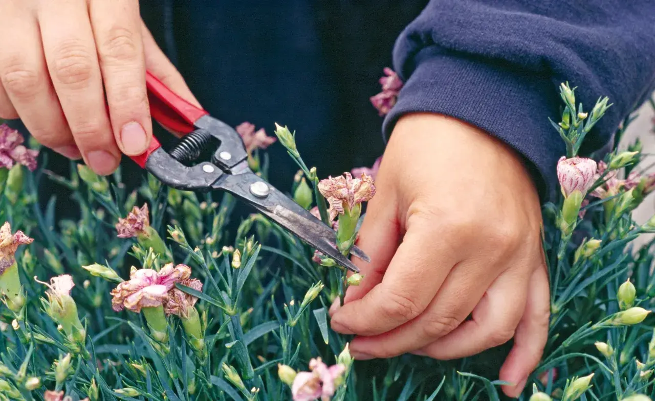 Hände mit einer Gartenschere schneiden verblühte Nelken, um Platz für neue Blüten zu schaffen.