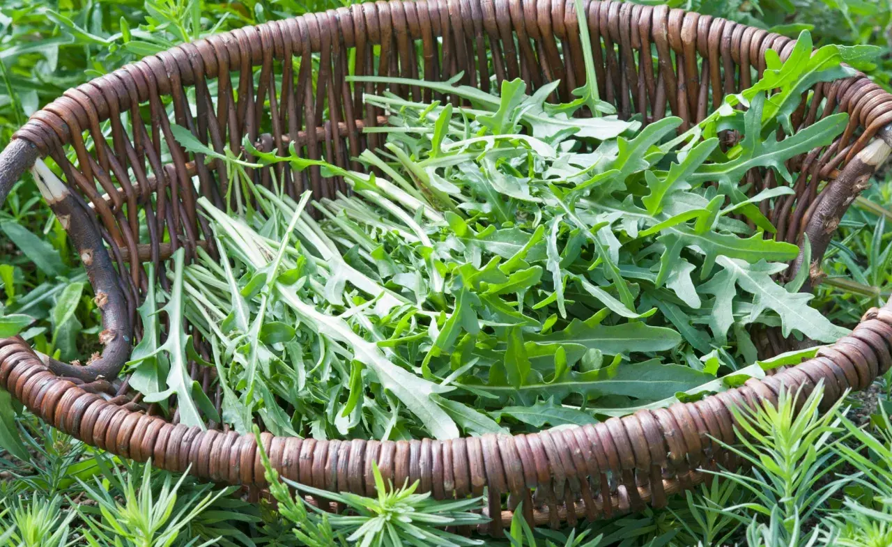 Frisch geernteter Rucola liegt in einem geflochtenen Korb, bereit für die Küche. Die grünen Blätter der Rucola Pflanzen sind leicht gezackt und verströmen einen würzigen Duft.