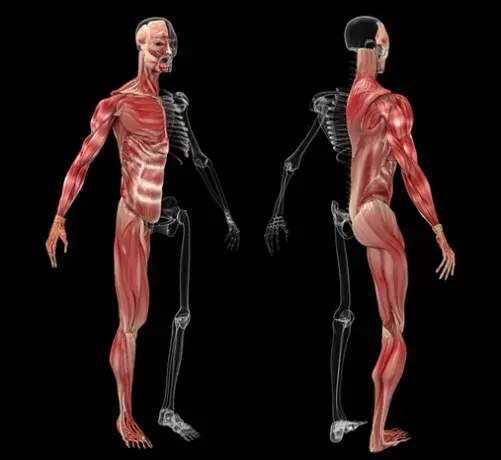 ¿Cuántos músculos hay en el cuerpo humano? Sorprendentes datos revelados
