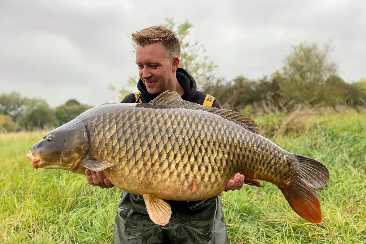 Glücklicher Angler hält einen riesigen Karpfen, gefangen beim Angeln an der Weser.