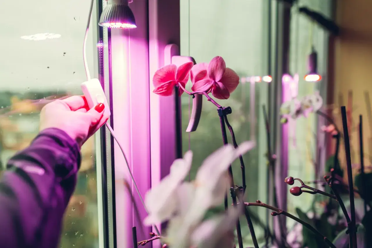Ręka z czerwonym lakierem na paznokciach włącza lampę doświetlającą rośliny. Różowe orchidee kwitną pod fioletowym światłem, które zapewnia im optymalne doświetlanie roślin ile godzin.