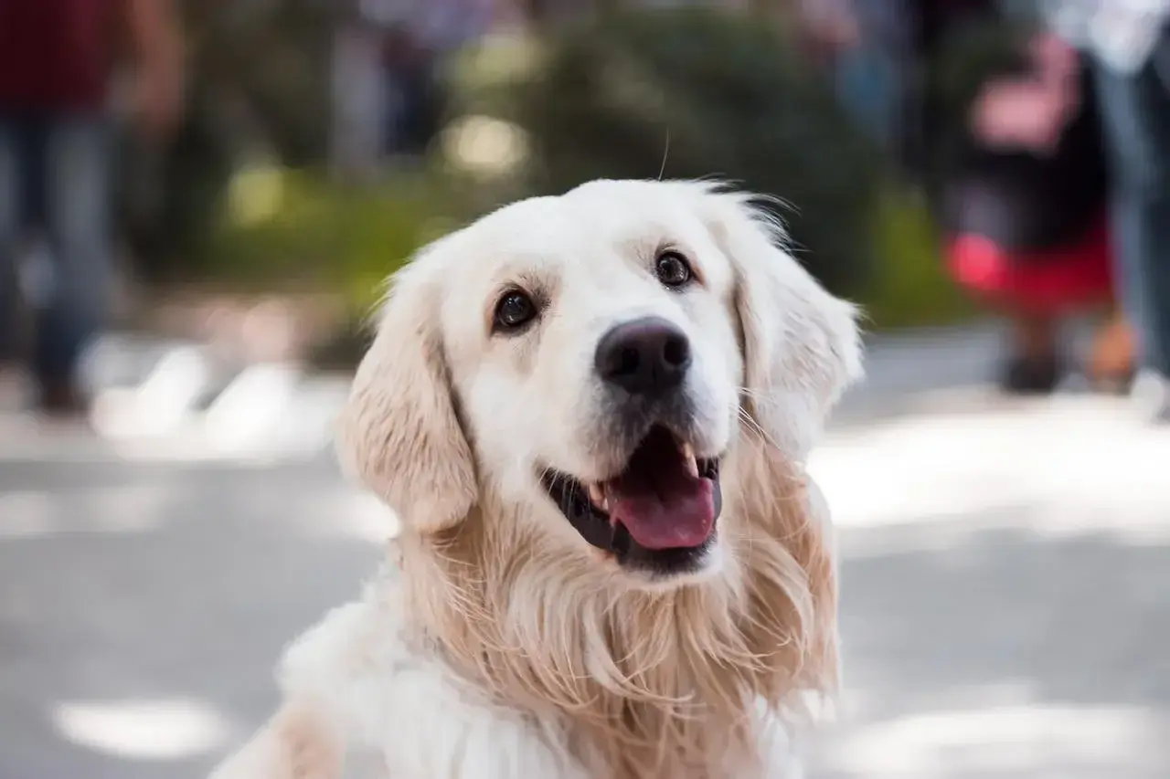 Uśmiechnięty golden retriever, który mógłby być w stanie wstrząsu anafilaktycznego u psa, gdyby nie był tak radosny.