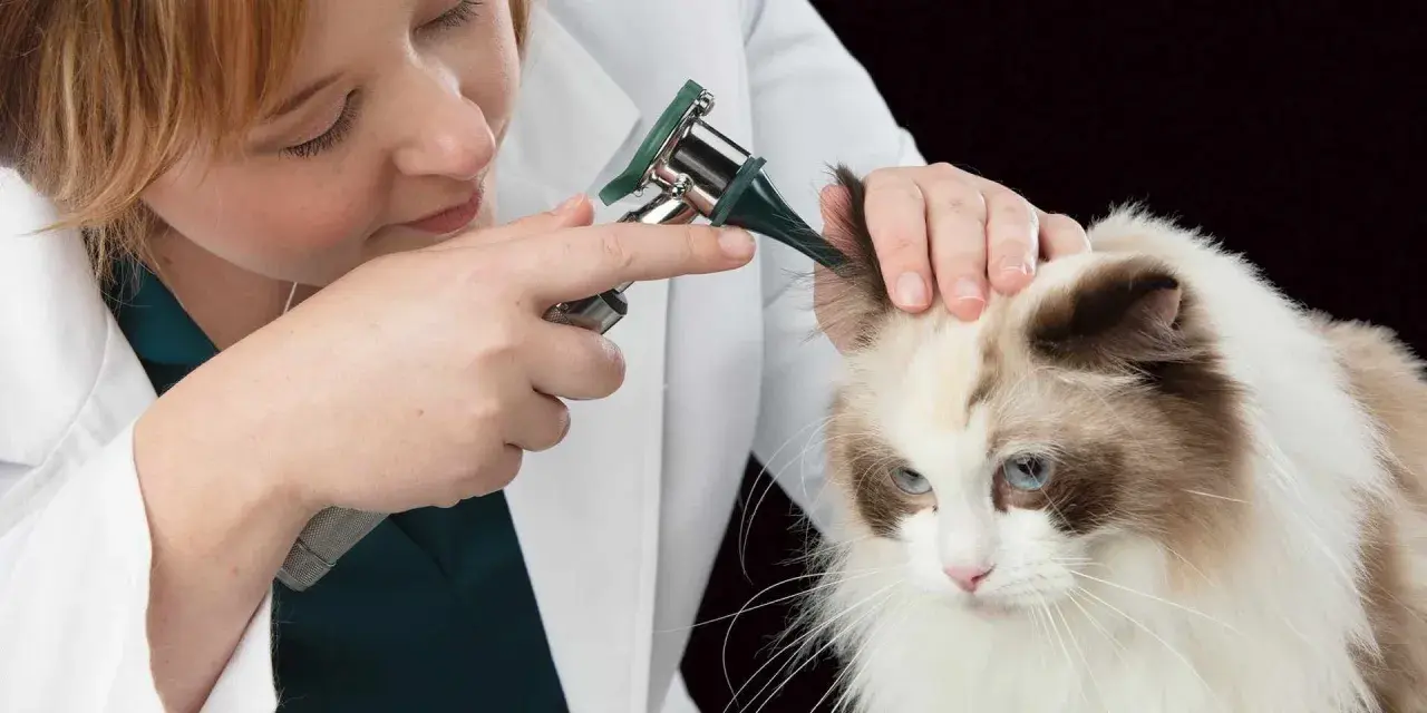 Veterinario examina las orejas de un gato con otoscopio, buscando posibles ácaros.
