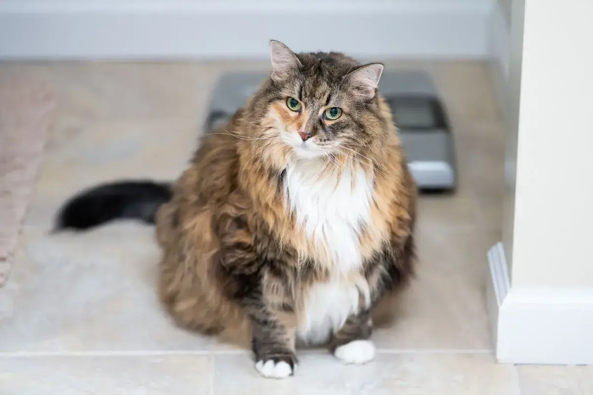 Eine dicke Katze mit flauschigem Fell sitzt auf einem gefliesten Boden. Im Hintergrund ist eine Waage zu sehen.