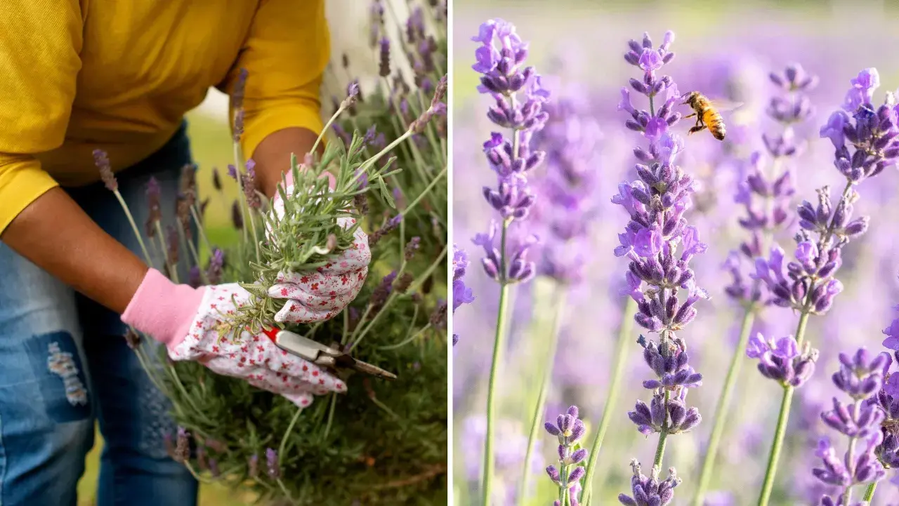 En person med blomstrande handskar klipper lavendel. En bi surrar bland lavendelblommorna.