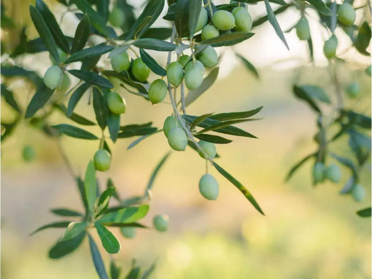 Des olives vertes mûrissent sur une branche, prêtes à être récoltées. Un jour, elles seront pressées pour faire de l'huile, ou peut-être serviront-elles à planter un olivier.