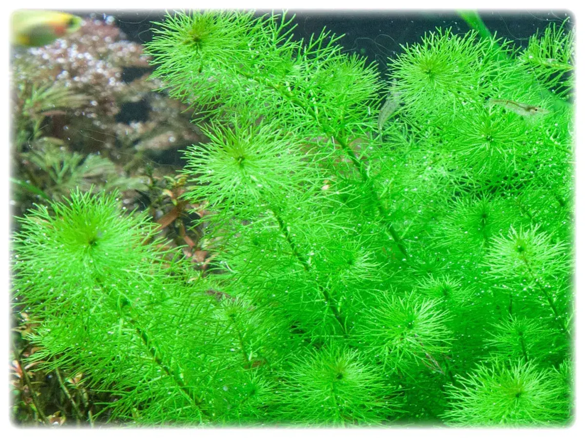 Gęste, jasnozielone kępy wodnej rośliny Myriophyllum guyana, z drobnymi pęcherzykami powietrza na liściach.