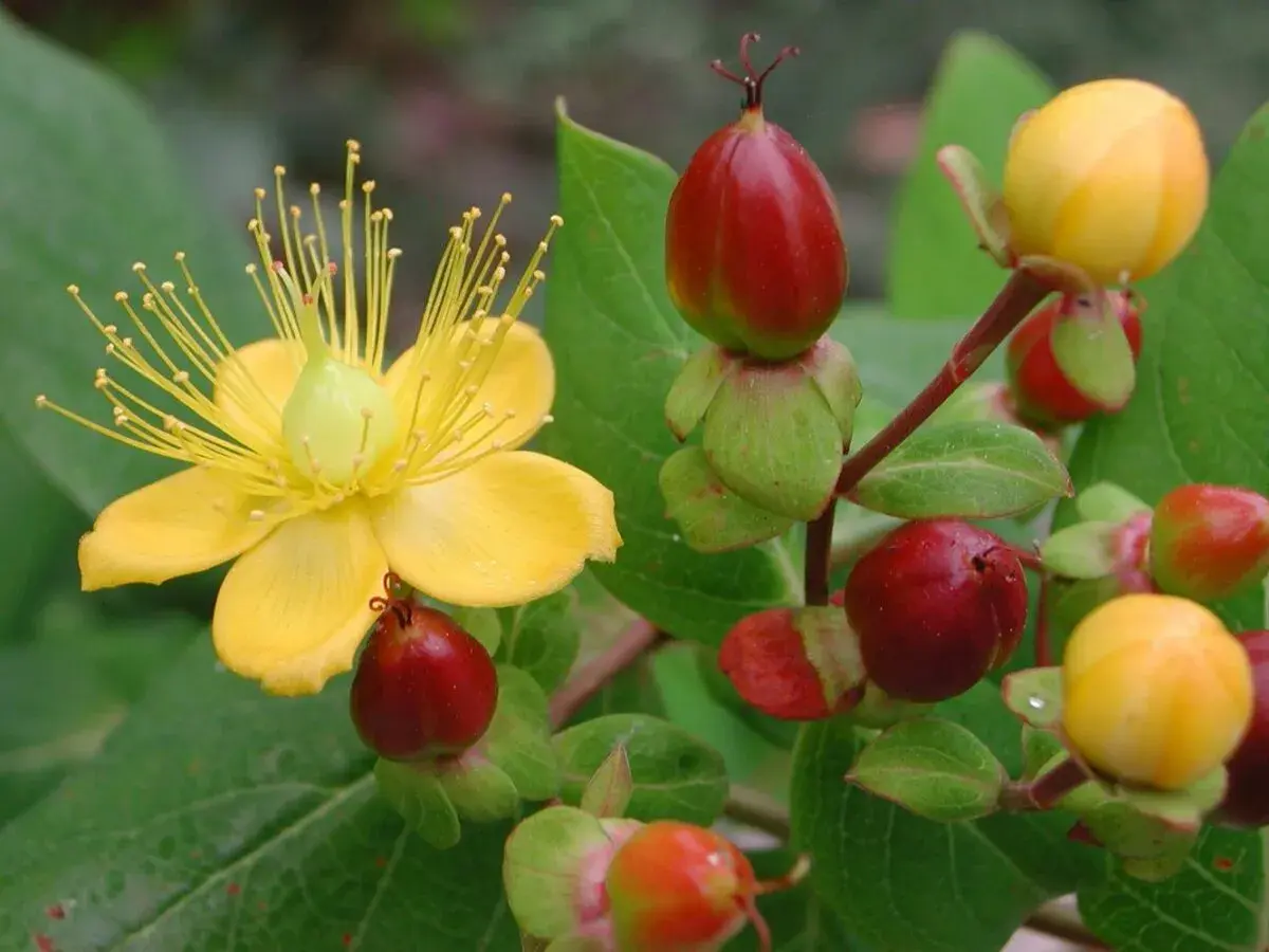 Gelbe Blüte und rote Beeren, wo ist Johanniskraut drin? Die Pflanze zeigt ihre Heilkraft.