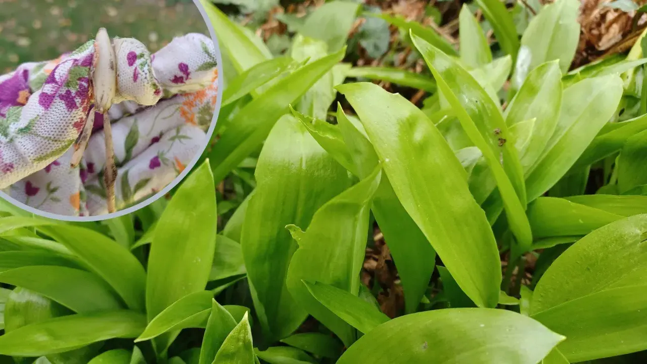 Rękawiczka z kwiatowym wzorem trzyma cebulkę czosnku niedźwiedziego, gotową do sadzenia. W tle bujne, zielone liście czosnku niedźwiedziego.