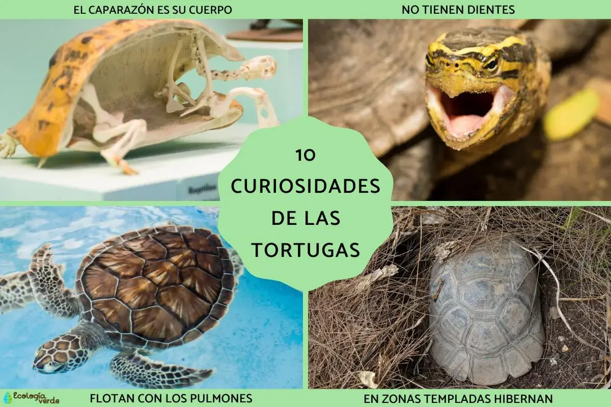 Descubre 10 curiosidades de las tortugas: su caparazón es su cuerpo, no tienen dientes, flotan con los pulmones y hibernan en zonas templadas.