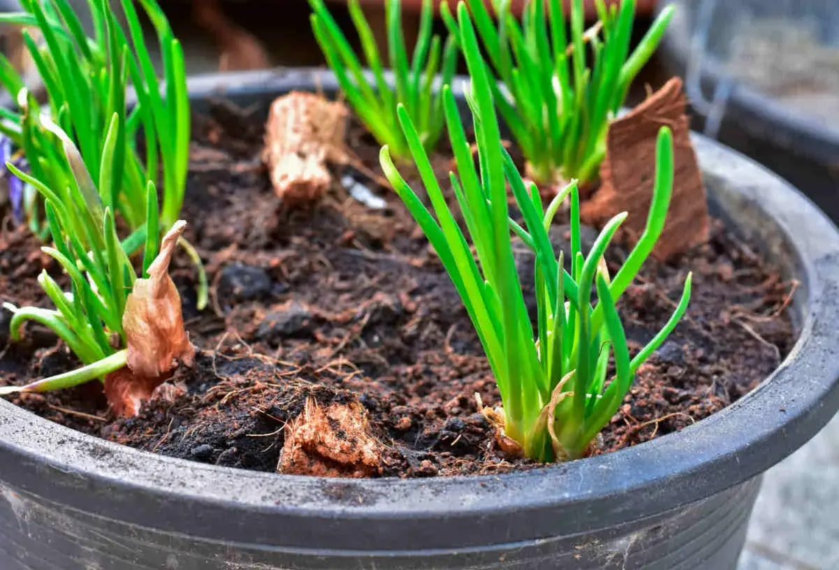 Jeunes pousses vertes dans un pot, signe d'une plantation échalote réussie. Les bulbes commencent à s'enraciner dans la terre.
