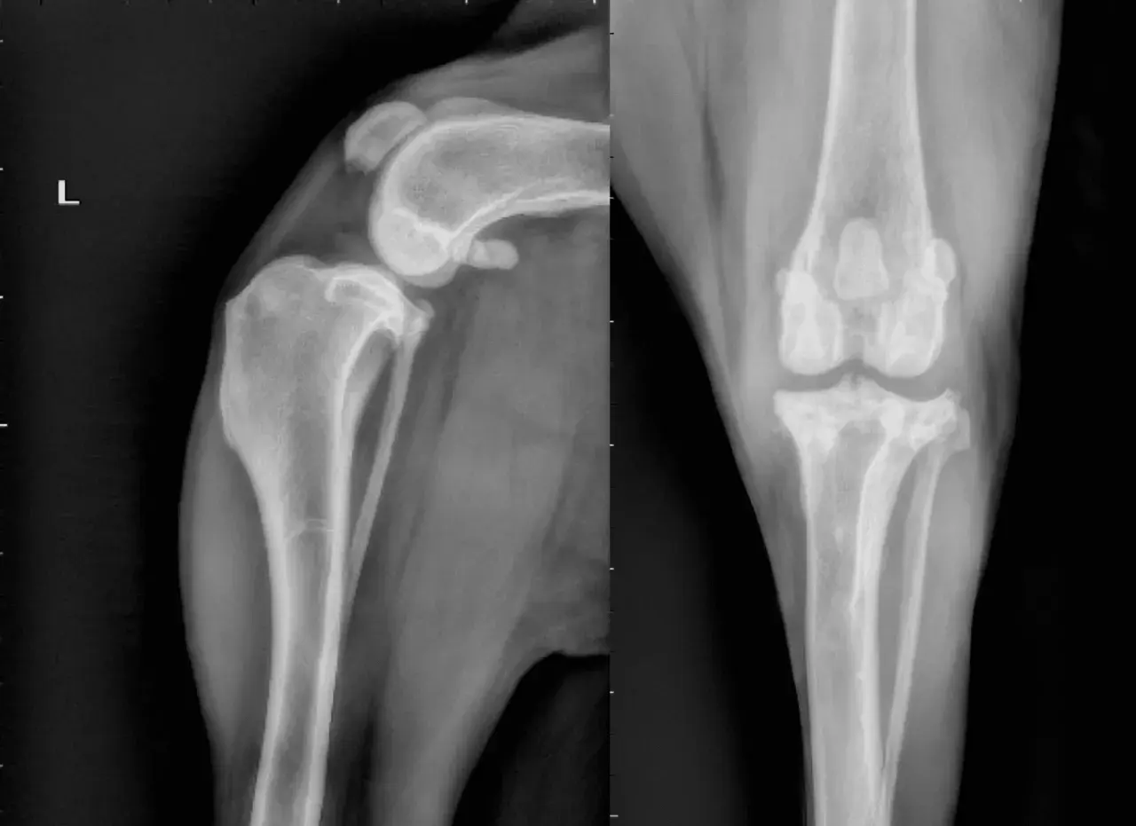 Radiografie del ginocchio di un cane. La vista laterale mostra la rotula e l'articolazione femoro-tibiale. La vista antero-posteriore mostra le tibie e i femori. Il costo di un TPLO cane può variare.