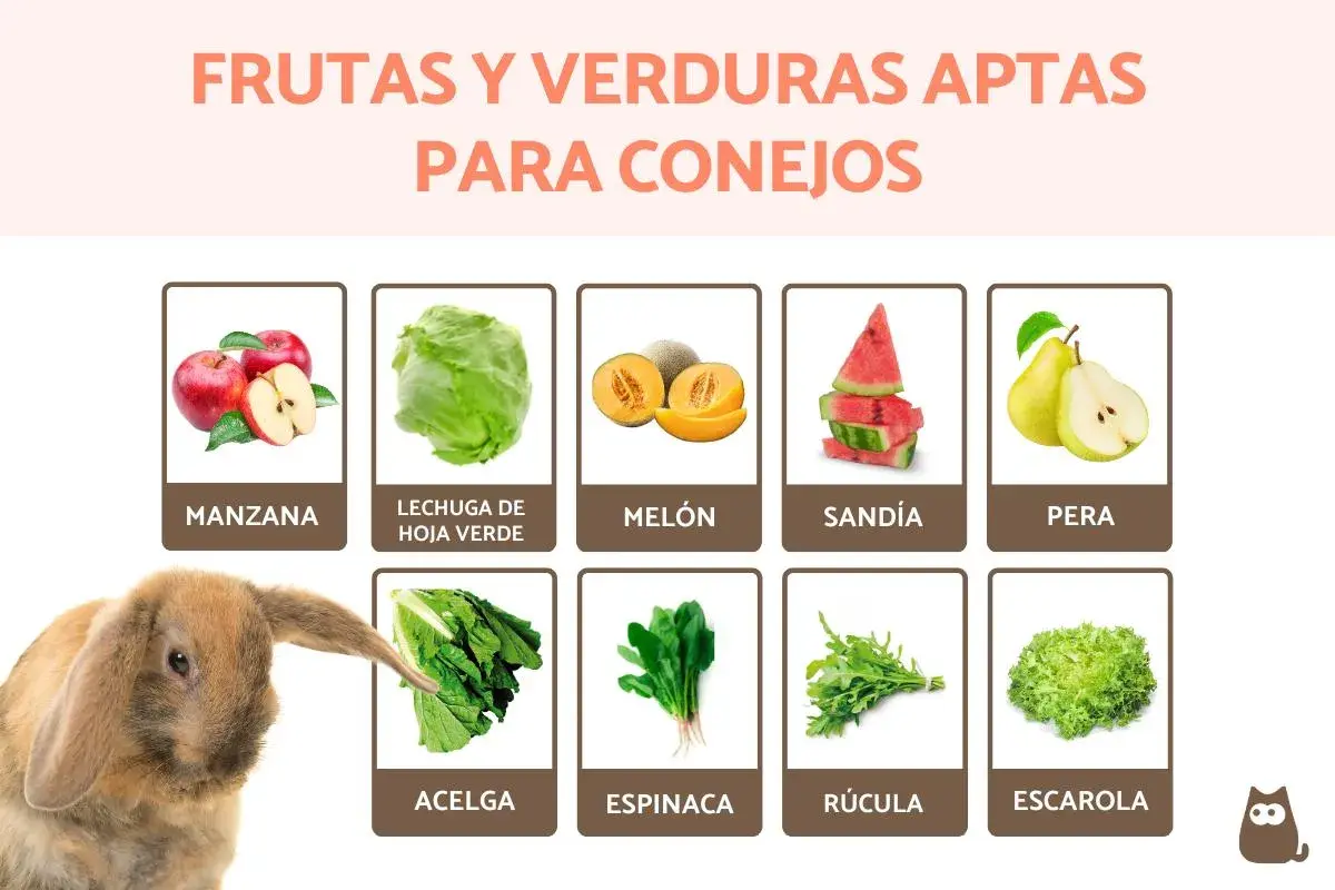 Un conejo adorable mira una tabla que muestra qué frutas pueden comer los conejos: manzanas, melón, sandía, pera, lechuga, acelga, espinaca, rúcula y escarola.
