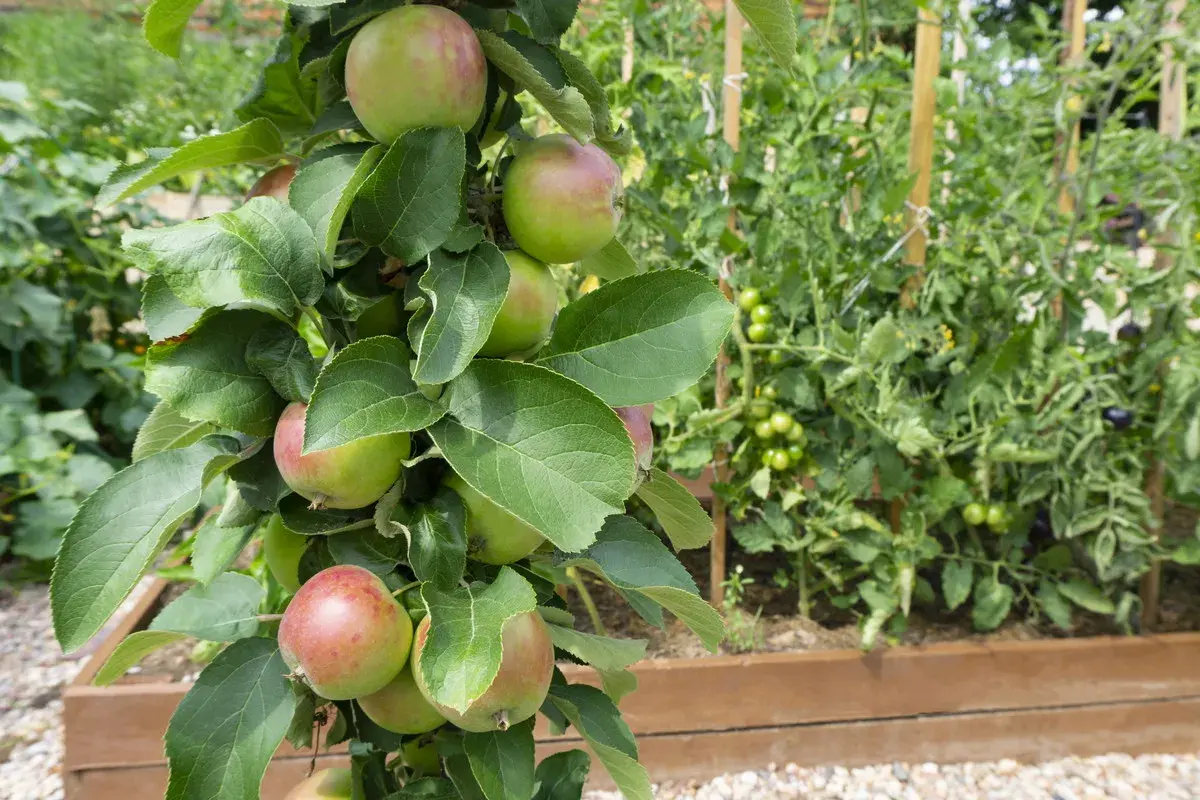 Jabłoń kolumnowa z zielonymi i czerwonymi jabłkami rośnie obok grządki z pomidorami.