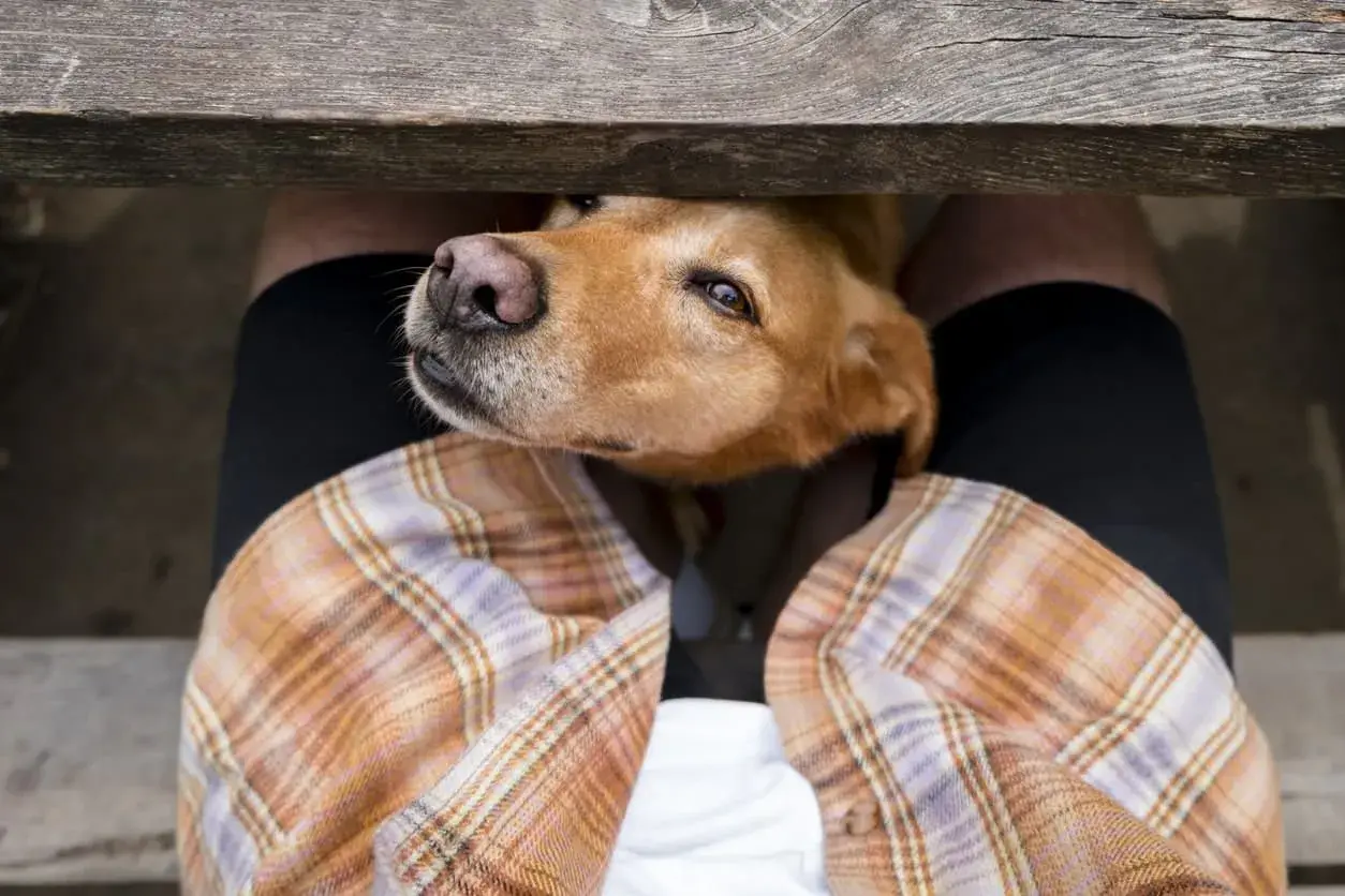A dog's head peeks under a wooden bench, sniffing. This is why do dogs smell your crotch: they're gathering information!