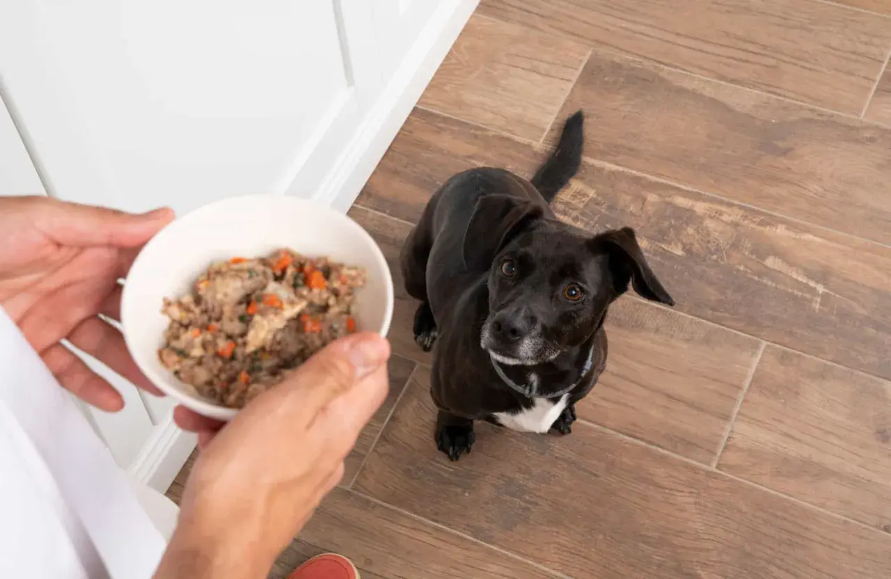 Un perro negro mira expectante un cuenco con comida natural para perros. Las opiniones sobre esta comida son muy positivas.