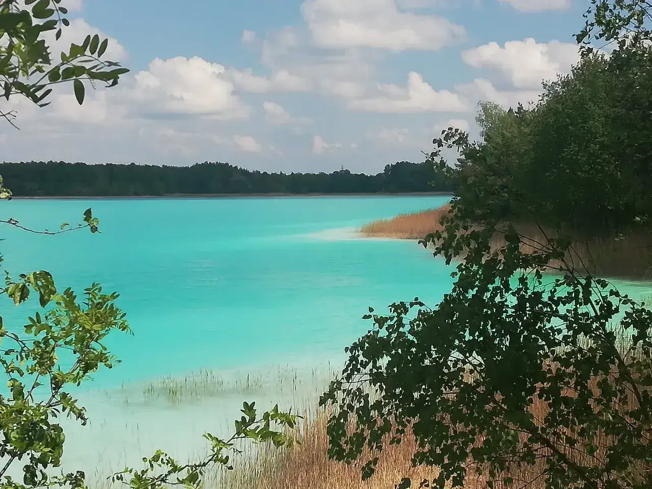 Turkusowe jezioro w Koninie, otoczone trzcinami i zielenią, z błękitnym niebem i białymi chmurami.
