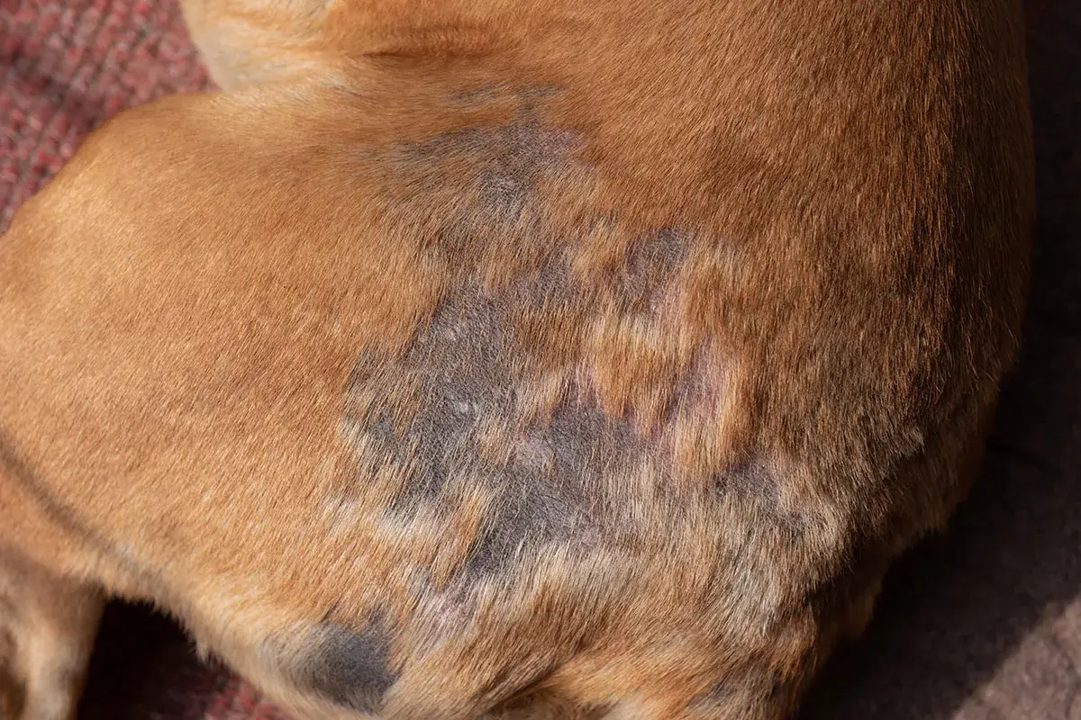 Hautveränderungen bei einem Hund, möglicherweise verursacht durch Demodexmilben. Die betroffenen Stellen sind kahl, gerötet und schuppig.