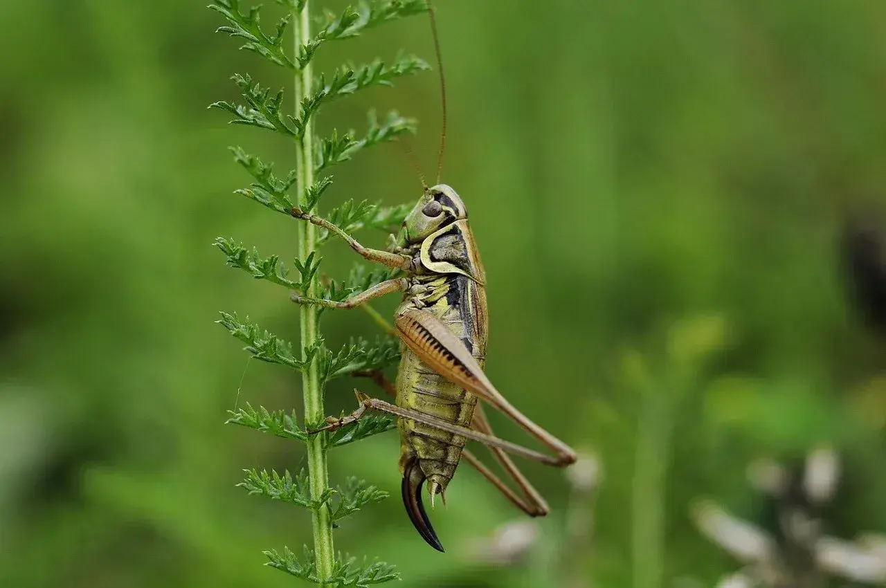 Un saltamontes se aferra a una rama verde. Podría ser una señal para soñar con saltamontes y la naturaleza.