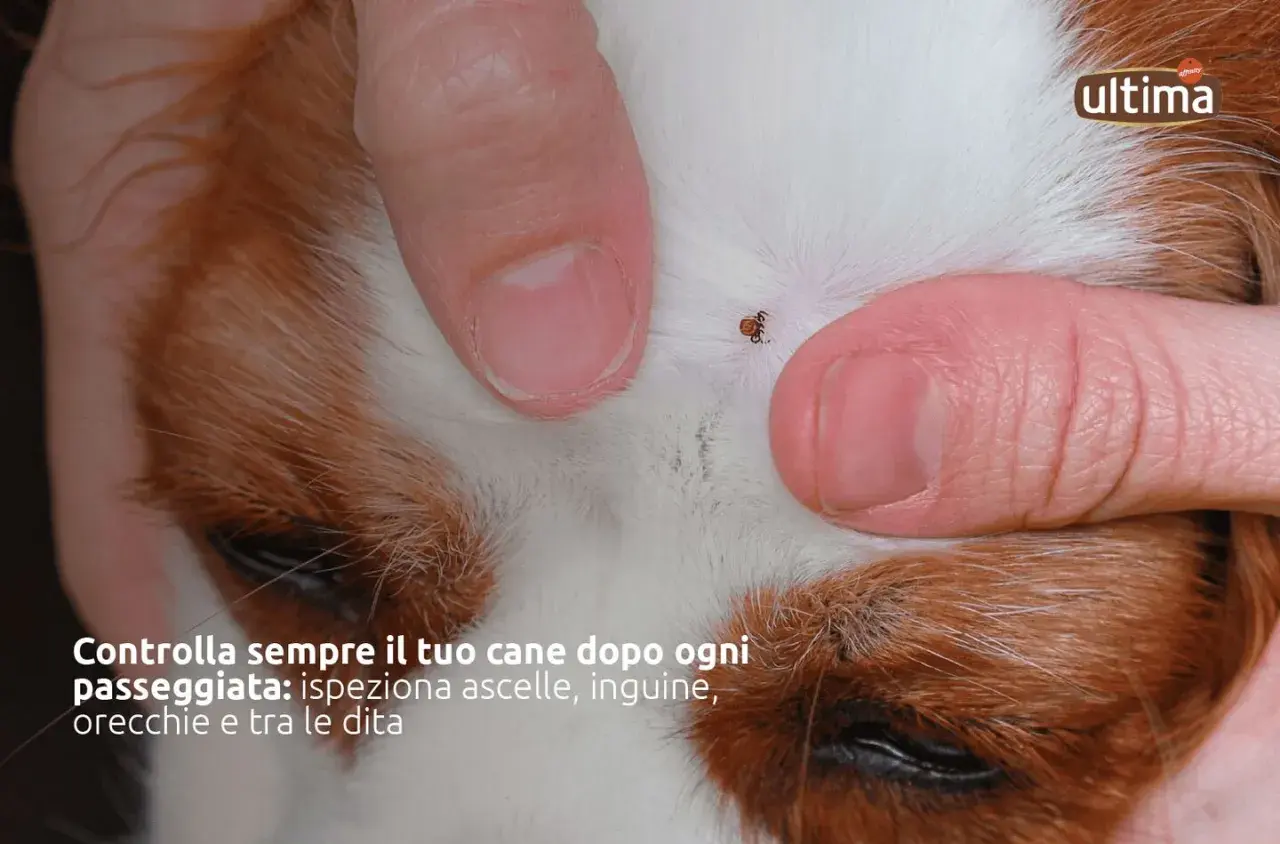 Dita umane che separano il pelo di un cane per mostrare una zecca. Controlla sempre il tuo cane dopo ogni passeggiata per individuare zecche.