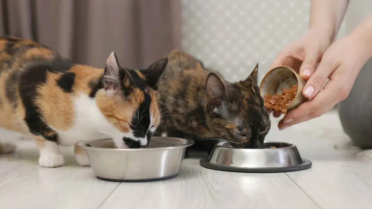 Dos gatos comen comida húmeda de sus cuencos. La pregunta es: ¿cuanta comida húmeda debe comer un gato al día?