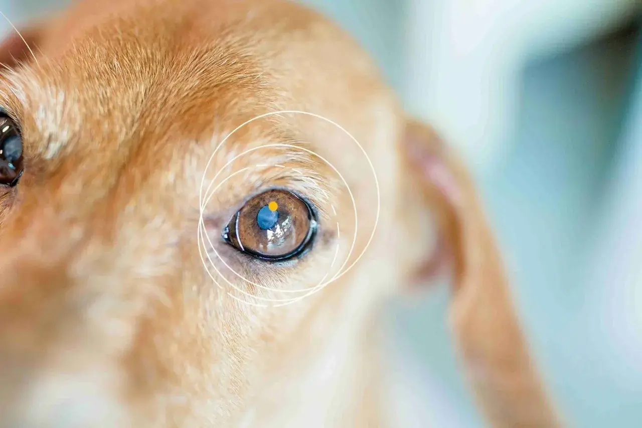 Nahaufnahme eines braunen Hundeauges mit einem blauen und gelben Punkt darin. Ein blinder Hund, der sich auf seine anderen Sinne verlässt.