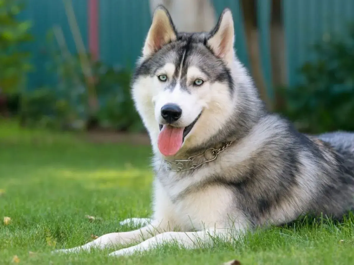 Piękny husky syberyjski, jedna z najpopularniejszych odmian husky, leży na trawie z językiem na wierzchu.