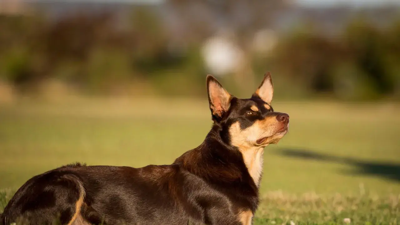 Ciemnobrązowy kelpie z rudymi znaczeniami leży na trawie, czujnie obserwując otoczenie.