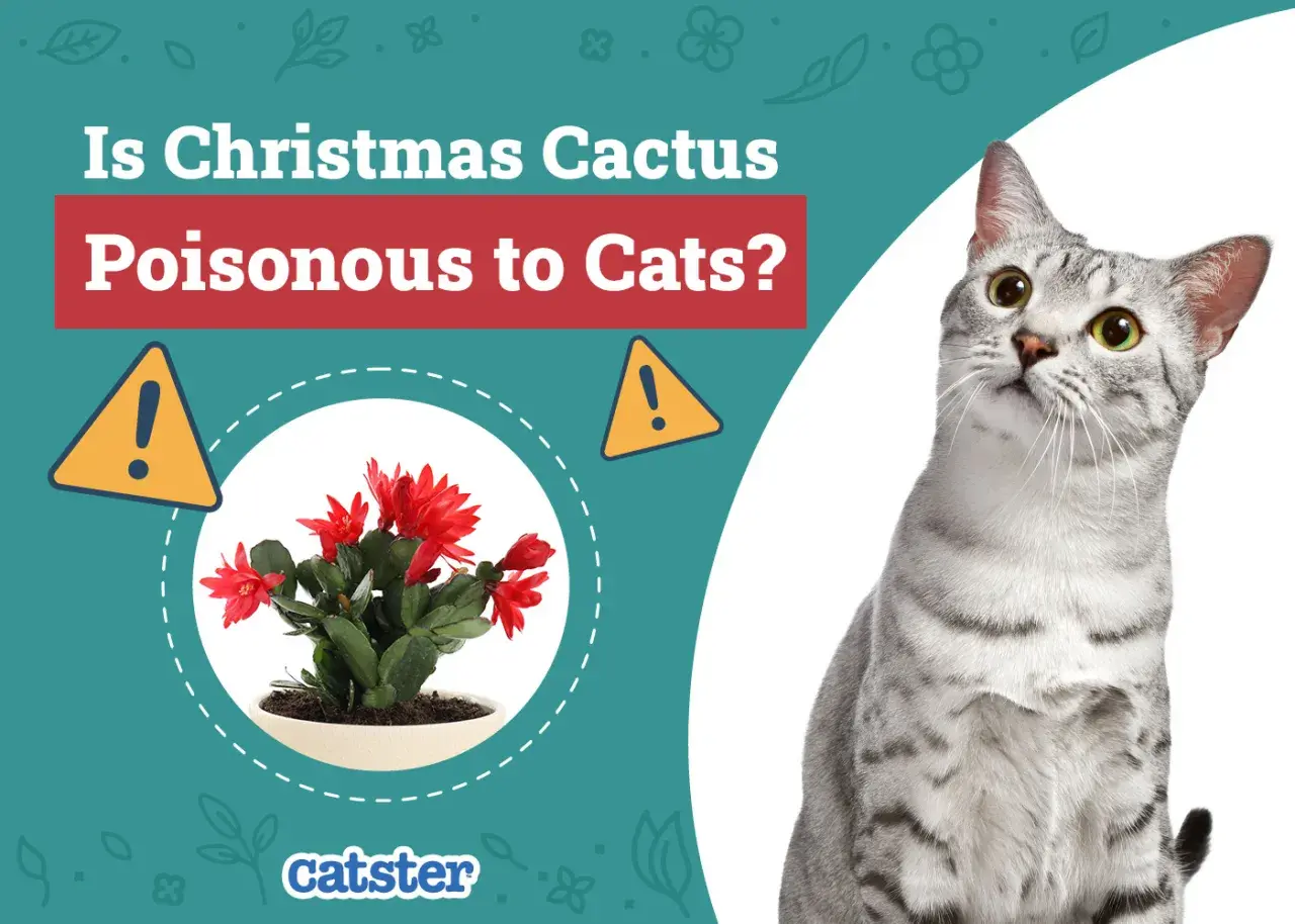 Is Christmas cactus toxic to cats? A warning sign and a potted Christmas cactus are shown next to a curious cat.