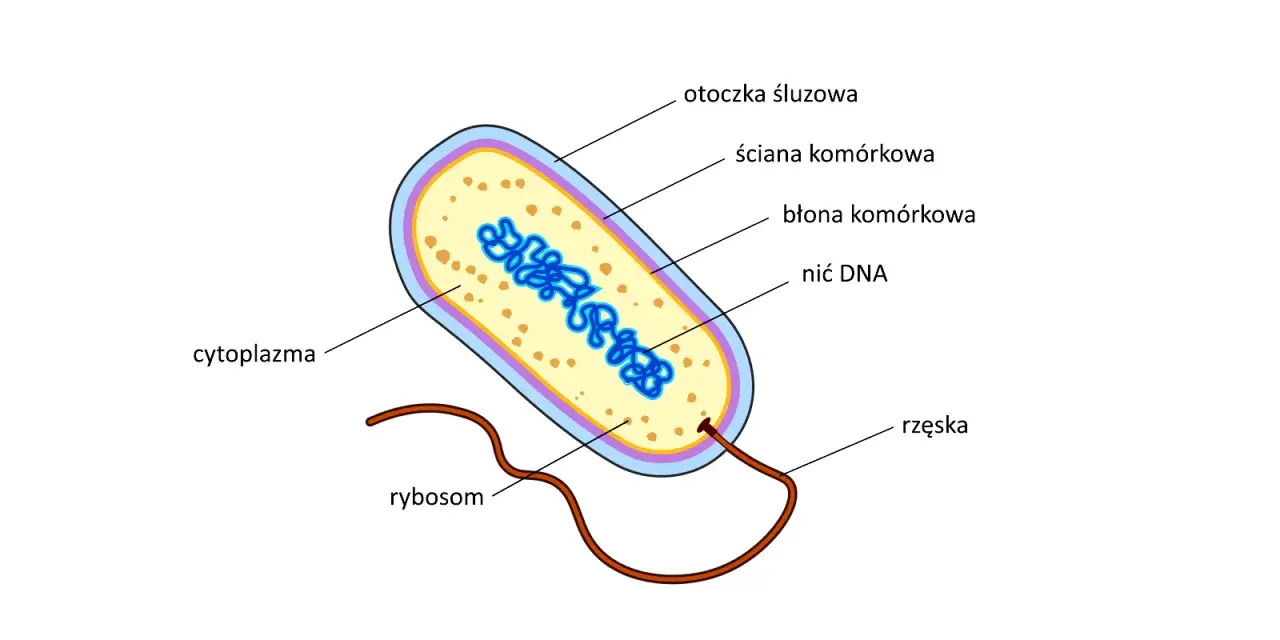Schemat budowy bakterii: otoczka śluzowa, ściana komórkowa, błona komórkowa, cytoplazma z nicią DNA, rybosomy i rzęska.