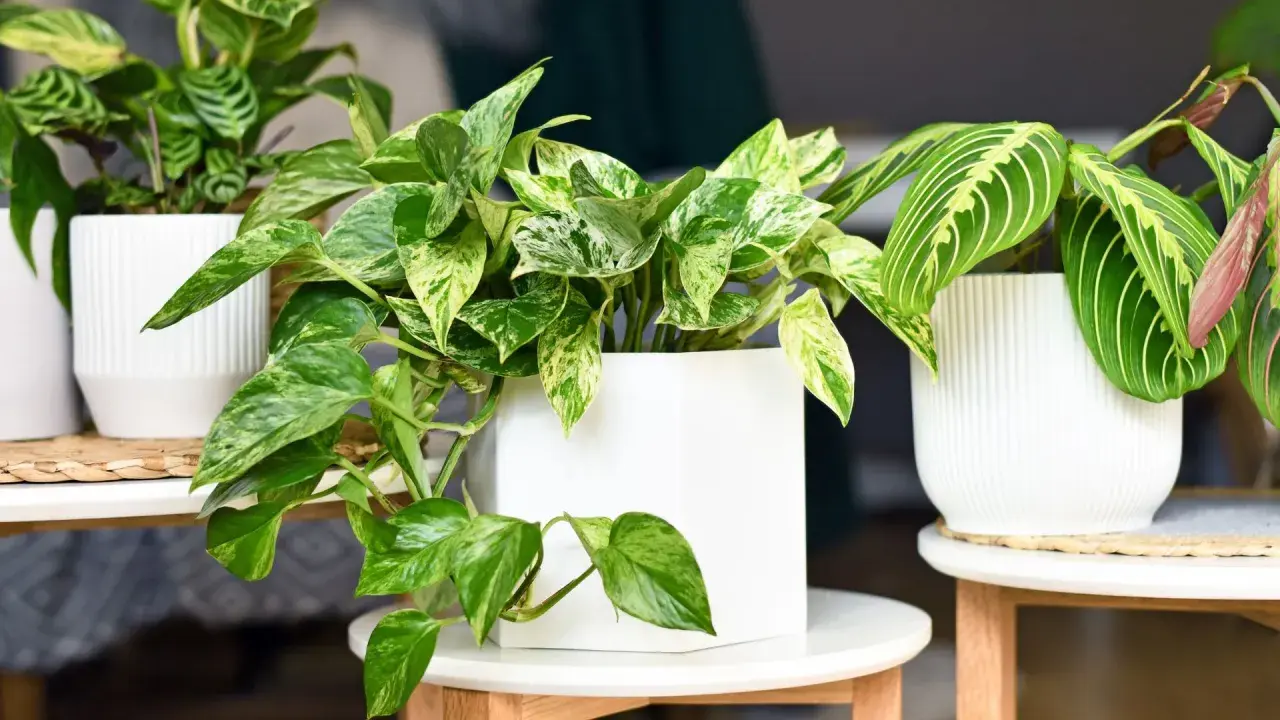 Plante tombante aux feuilles marbrées de vert et de blanc, dans un pot blanc moderne. Une autre plante aux feuilles rayées est à côté.