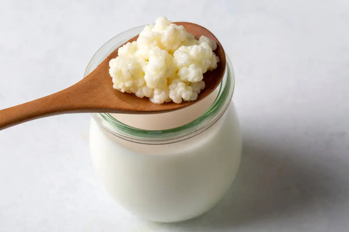 En träsked med vita kefir-korn vilar ovanpå en glasburk fylld med mjölk. Kefir nyttigt för magen!