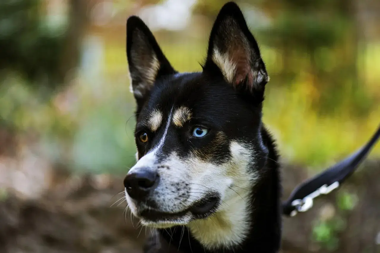 Piękny syberyjski pies z heterochromią oczu, jedno brązowe, drugie niebieskie, patrzy w bok.