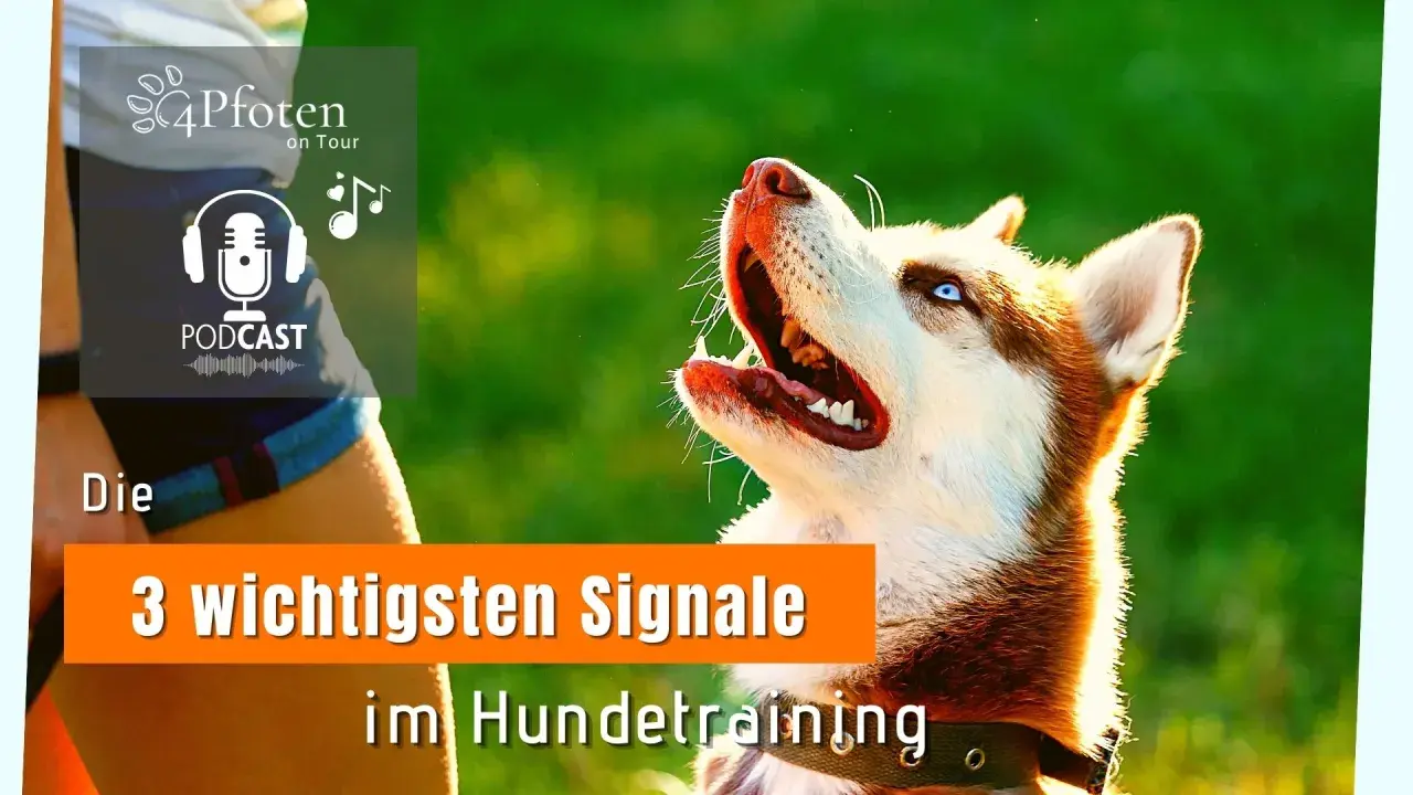 Ein Husky mit blauen Augen wartet gespannt auf ein Kommando. Ein trick dog, bereit für das Hundetraining.