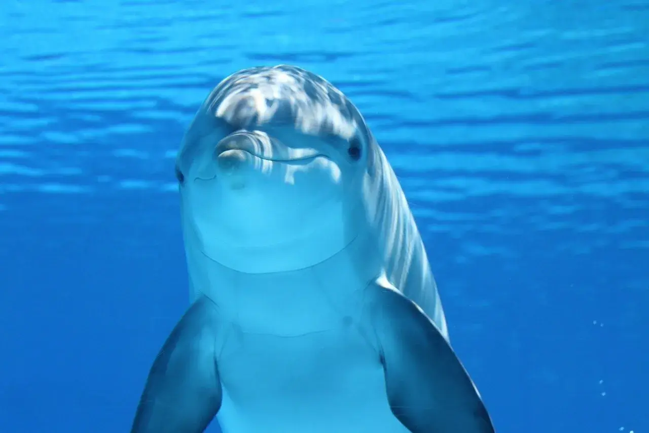 Uśmiechnięty delfin pływa w błękitnych wodach, pokazując, gdzie żyją delfiny.