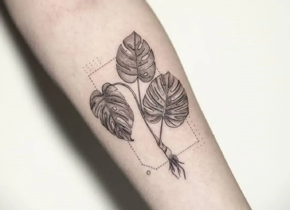 Monstera tatuaż znaczenie: trzy liście monstery z korzeniami, otoczone kropkowaną ramką. Symbolizuje wzrost, siłę i piękno natury.