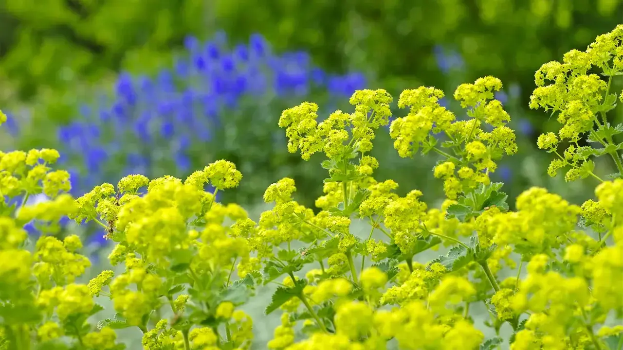 Gelber Frauenmantel blüht üppig vor einem Hintergrund aus blauen Lupinen. Ein leichter Wind lässt die Blüten wie kleine Wolken tanzen.